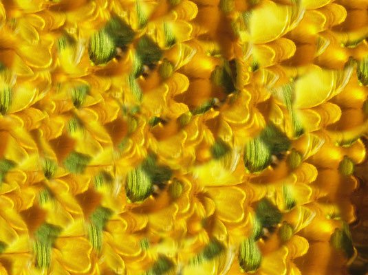 Zucchini Gold Installation (02)