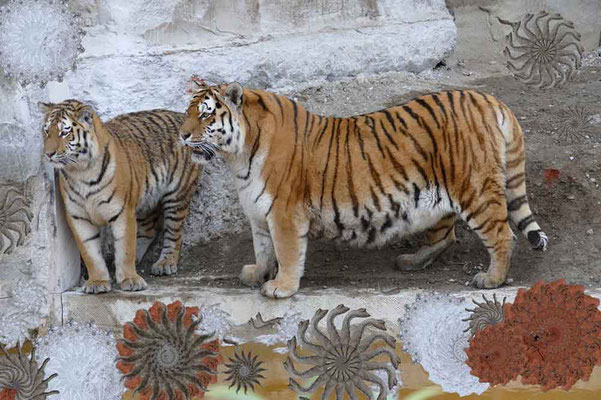 Tiger-Serie4-06