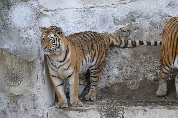 Tiger-Serie4-05