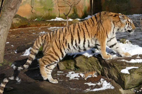 Tiger-Serie2-01