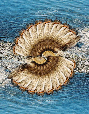 See 8 - Ente (11)