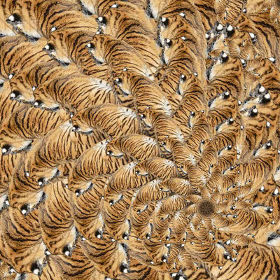 Tiger (10)
