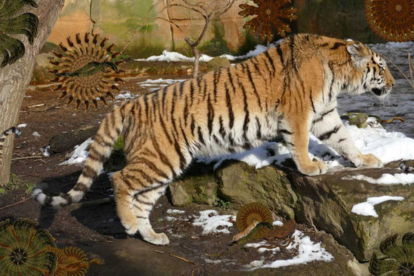 Tiger-Serie2-08