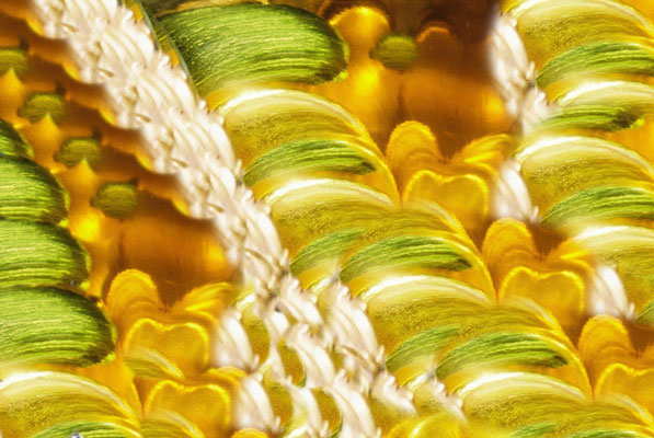 Zucchini Gold Installation (04)