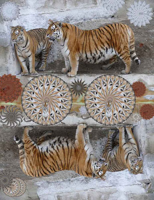 Tiger-Serie4-13
