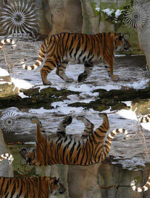Tiger-Serie3-15