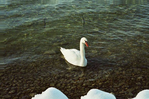Schwan (01)