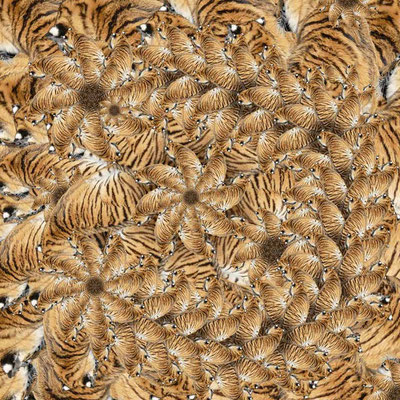 Tiger (12)