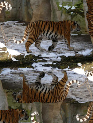 Tiger-Serie3-14