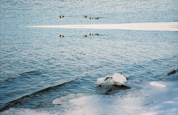 Winter am See - Spiegelung (01)