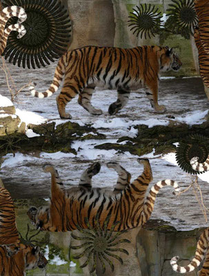 Tiger-Serie3-17