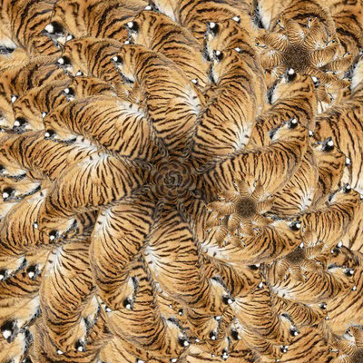 Tiger (11)