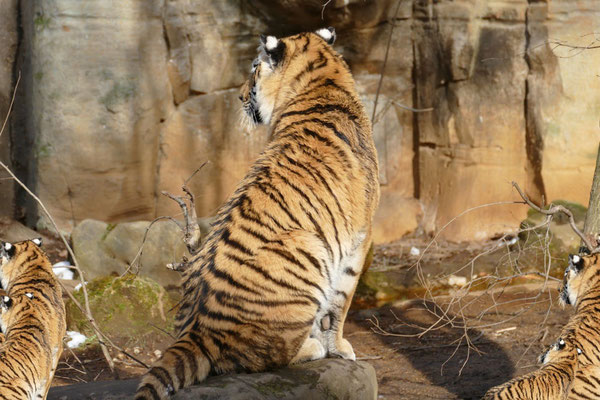 Tiger (01)