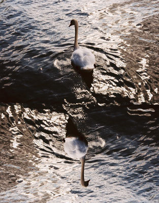 See 8 - Schwan  (04)