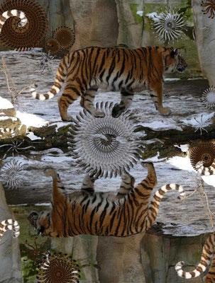 Tiger-Serie3-16