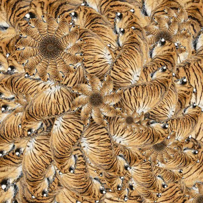 Tiger (13)