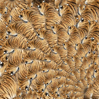 Tiger (05)