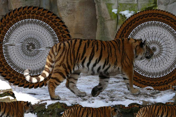Tiger-Serie3-05
