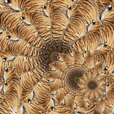 Tiger (07)