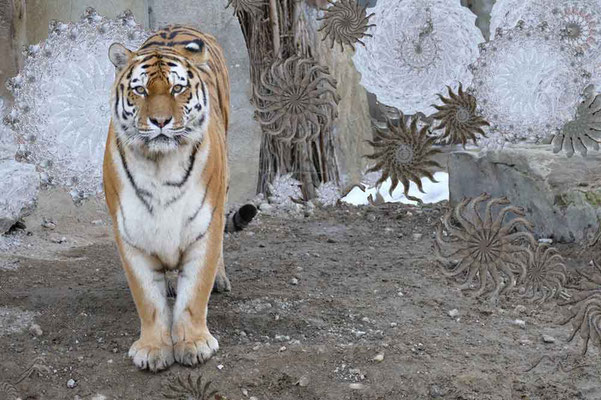 Tiger-Serie4-01