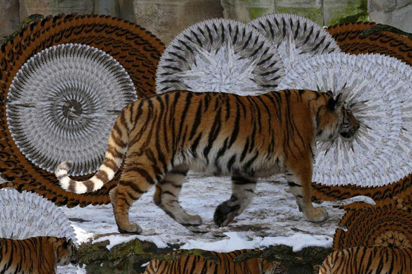 Tiger-Serie3-07
