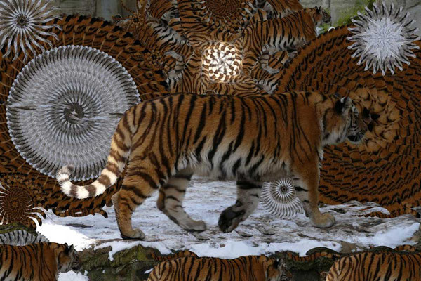 Tiger-Serie3-08
