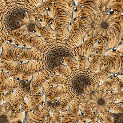 Tiger (09)