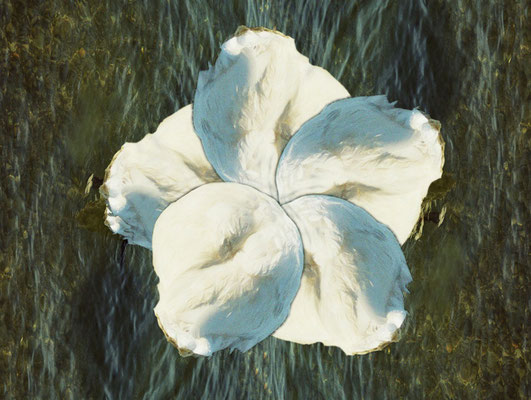 Schwan (08)