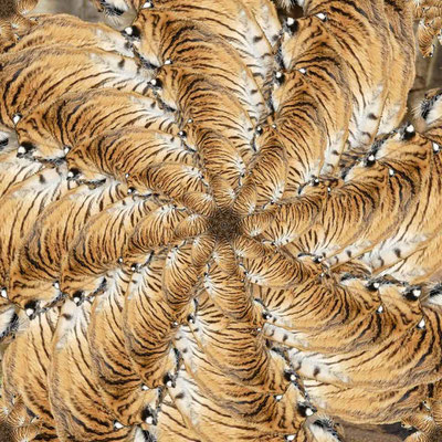 Tiger (16)