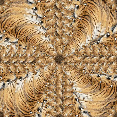 Tiger (19)