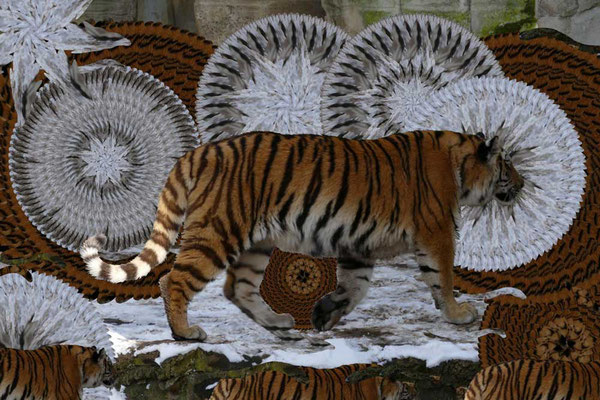 Tiger-Serie3-06