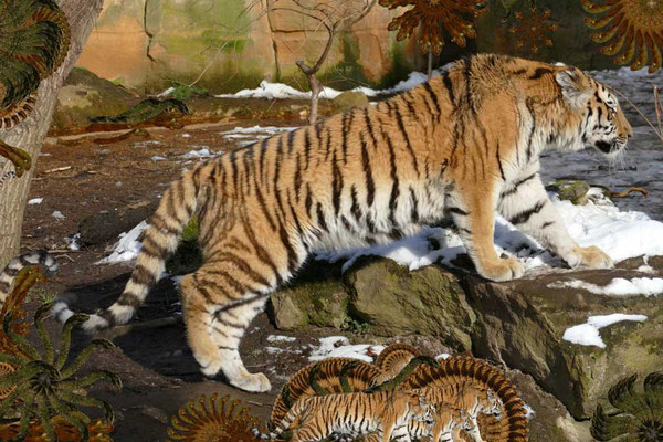 Tiger-Serie2-07