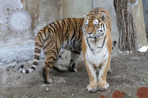 Tiger-Serie4-04