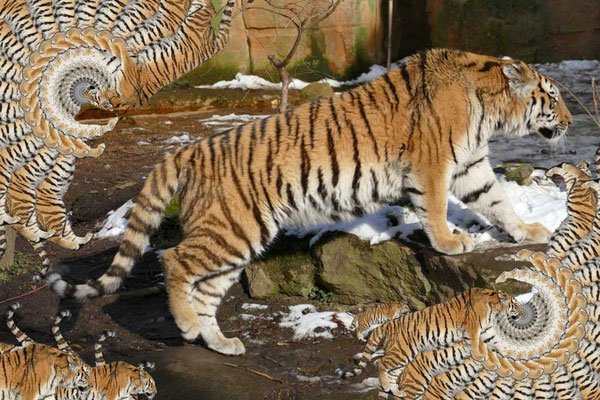 Tiger-Serie2-05