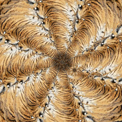 Tiger 23)