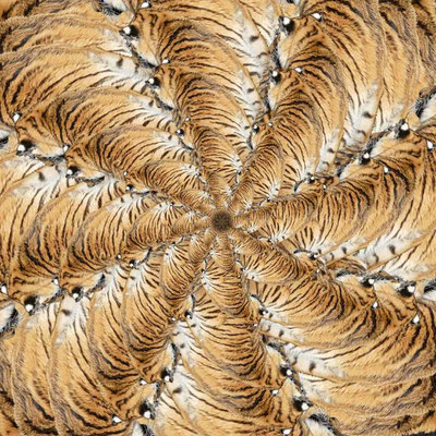Tiger (22)