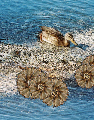 See 8 - Ente (10)