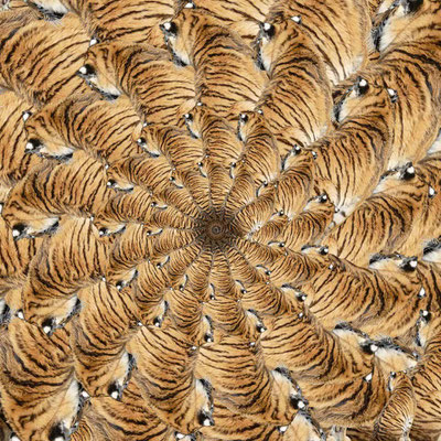 Tiger (06)