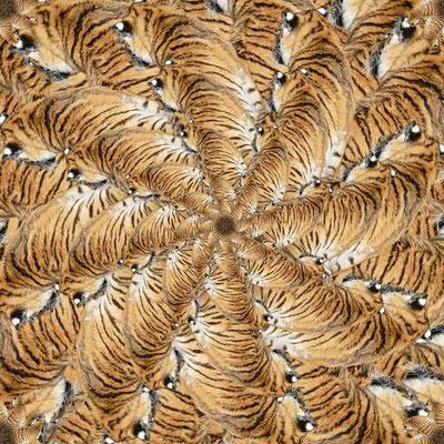 Tiger (14)