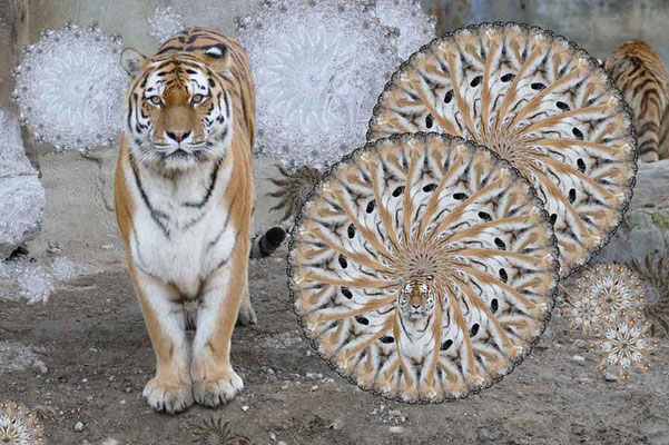 Tiger-Serie4-03