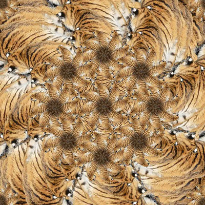 Tiger (17)