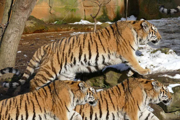 Tiger-Serie2-02