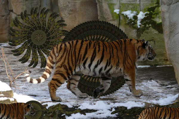 Tiger-Serie3-02