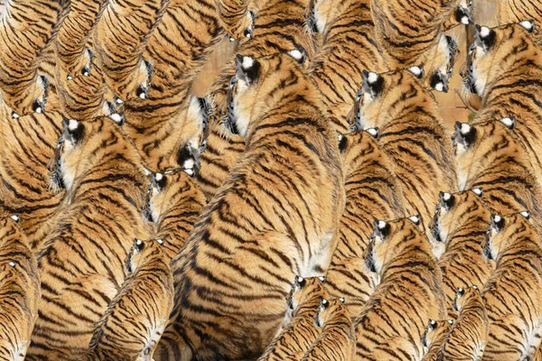 Tiger (03)