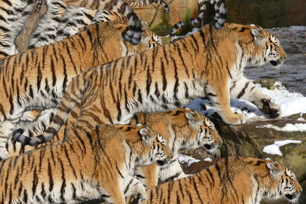 Tiger-Serie2-04