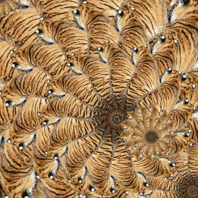 Tiger (08)