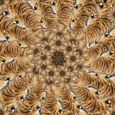 Tiger (15)