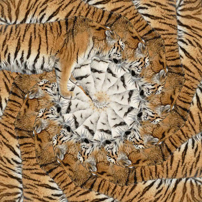 Tiger-Serie2-15