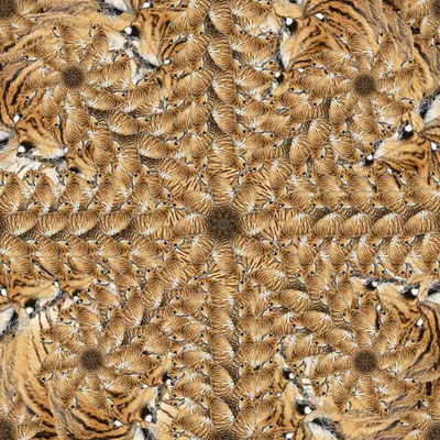 Tiger (20)