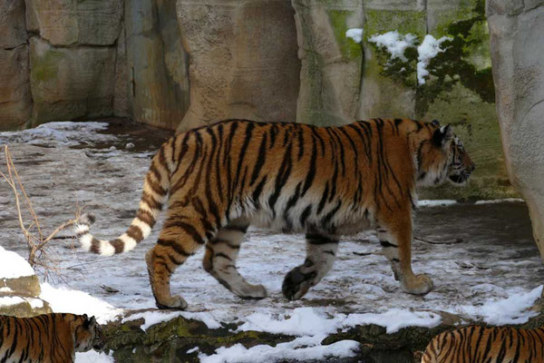 Tiger-Serie3-01
